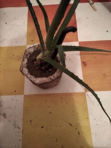 Çöl bitkiləri: Растения на заказ и в продаже кому интересно пишите — 3