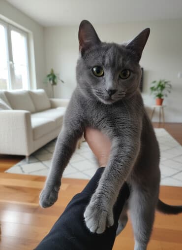 Pişiklər: Britan yastı qulaq, Yaxşı əllərə, Ünvandan götürmə — 1