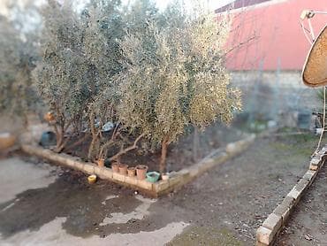 ev satislari: 3 otaqlı, 140 kv. m, Orta təmir — 4