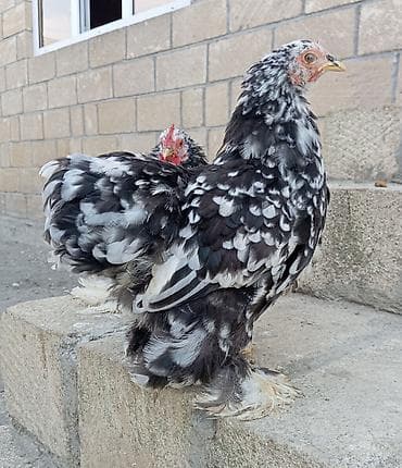 alman kurdu iti: Toyuq, Damazlıq, Ödənişli çatdırılma, Rayonlara çatdırılma — 4