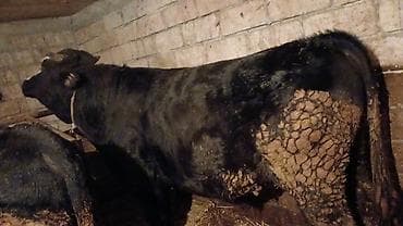 it sekilleri balaca: Məhsul: Qaramal (öküz/inqilis növünə bənzər, qarışıqtük rəngli) — 9