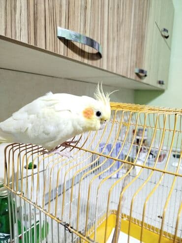 Dişi korella qefesle birge satilir Xüsusiyyətlər: - Sakit və lalafo.az -da — 4 Dişi korella qefesle birge satilir Xüsusiyyətlər: - Sakit və — 4