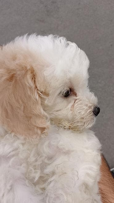 Pudel, 2 ay, Erkek, Ödənişli çatdırılma