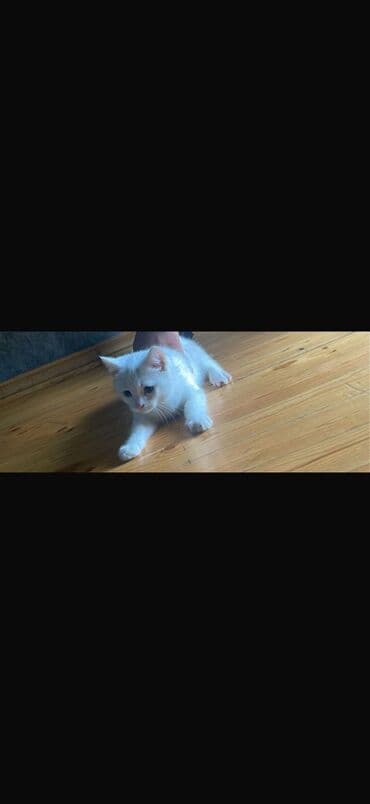 сколько стоит котенок: Ağ rəngli balaca pişik - Tam ağ tüklü, qısa tüklər, yumşaq və parlaq — 2