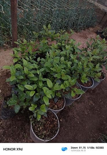 şeki: Məhsul: dekorativ kollar üçün əkilmiş fidanlar (qablarda) Təsvir: - — 6