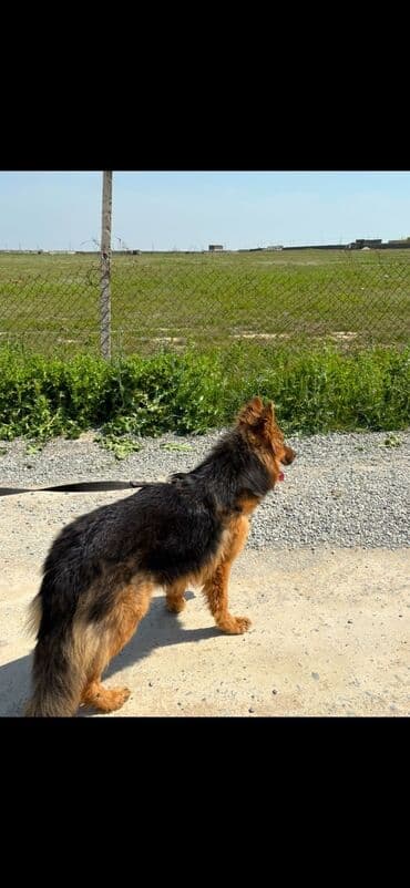 овчарку в добрые руки: Немецкая овчарка, 10 месяцев, Самец, С прививками, Самовывоз — 1