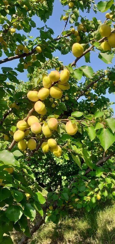 tebii alma sirkesi satisi: Məhsul: Ərik bağı – yetişmiş ərik meyvələri Təsvir: - Şəkillərdə — 8