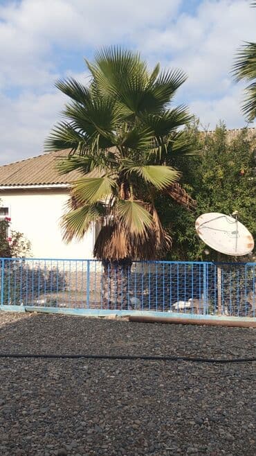 dekarativ agac: Satılır: dekorativ xurmanın (palma) iri ağacı biri 6 metr obiri 5metr — 1