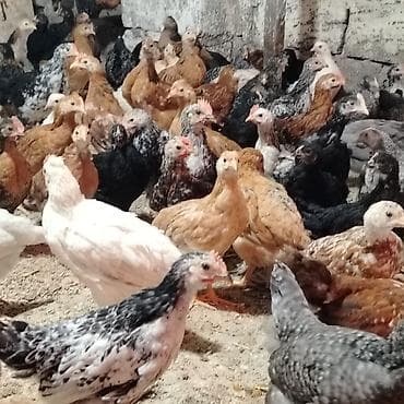 yetim quzular: Toyuq cücələri, Damazlıq, Ünvandan götürmə — 5