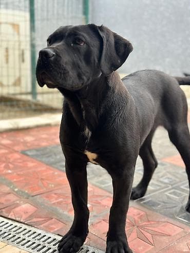 кане корсо купить: 2 Ədəd Erkək və Dişi. Cane Corso Təmiz Qan – həm həyət, həm də ailə — 4