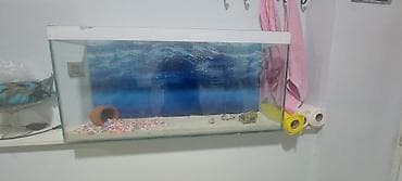 akvarium baliqlari: ÖLÇU 1m-uzunluq 25 sm-eni 50 sm- Hündürlüyü 100-ltrlik Akvaryum — 1
