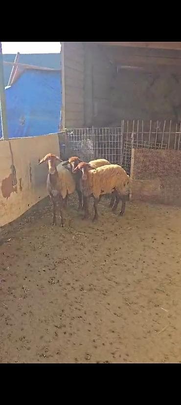 at satiram: Ekiz balali qoyun satılır istəyən olsa yazsın videosunu atım baxın — 8