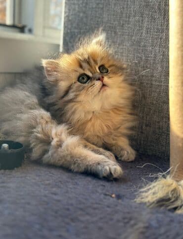 heyvan satışı: Şotland yastı qulaq, Erkək, Dişi — 2