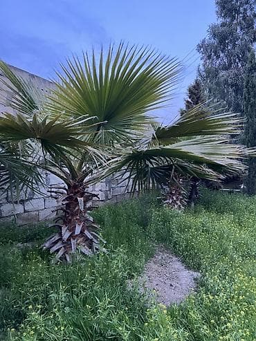 palma ağacları: Dekorativ fan xurması (Washingtonia robusta tipli) – bağ və həyətlər — 6