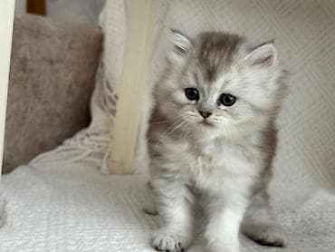 Gəmiricilər: Gözəl, uzun tüklü balaca pişik balası - Növ: ev pişiyi (uzun tüklü — 4