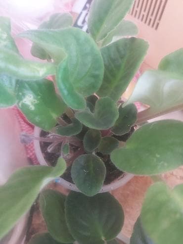 monstera bitkisi: 40 ədəd bənövşə şəkildə olduğu kimi satılır — 7