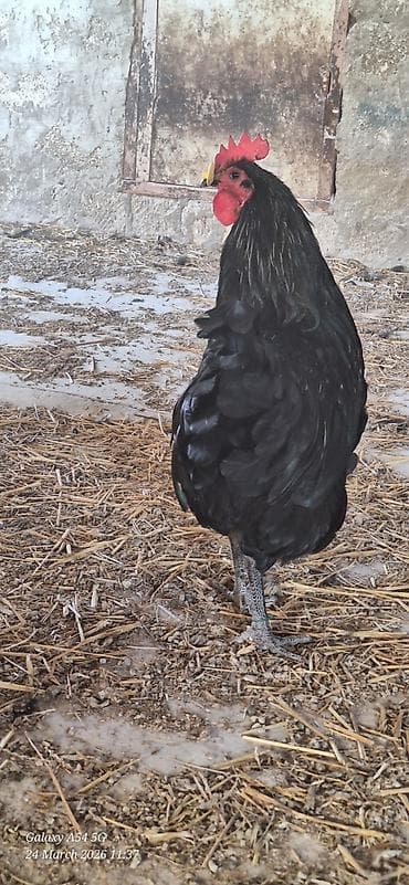 qara quyruq: Qara rəngli Alman Australorp xoruzu (tünd, parlaq lələklər) Təsvir: - — 8