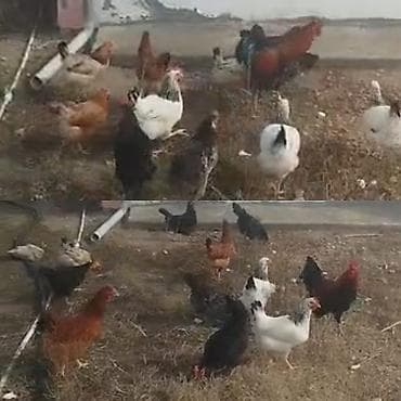 ‼️ Təcili Satılır. ‼️ Cəmi 15 ədədi 1 dene xoruz 14 denede fere 6 lalafo.az -da ‼️ Təcili Satılır. ‼️ Cəmi 15 ədədi 1 dene xoruz 14 denede fere 6