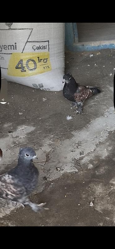 Bir cut hunkari balalar sahiblendirilir