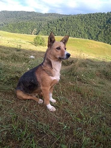 kənd təsərrüfatı heyvanları: Dişi — 2