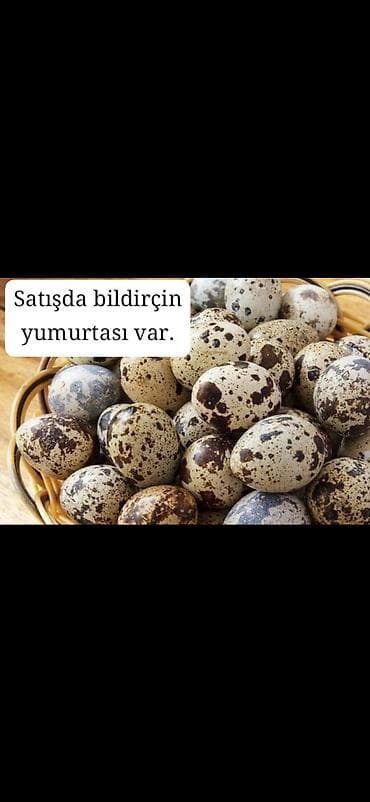 Məhsul: Bildirçin yumurtası Təsvir: - Xırda ölçülü, ləkəli qabıqlı