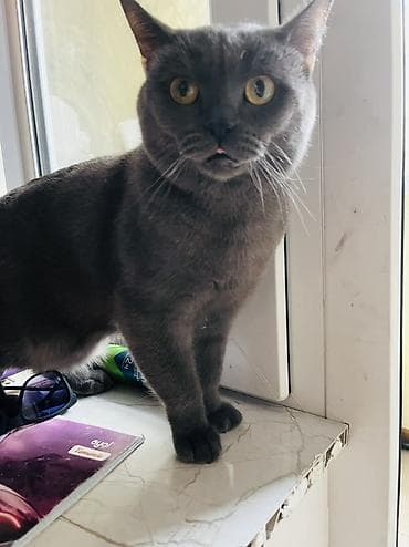 col pişiyi: Şotland, Erkək, Cütləşmə üçün, Ünvandan götürmə, Pulsuz çatdırılma — 3