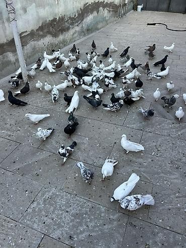 lal ördək balası satılır: Coxsu satilir qiymet 5-20 manat Xirdalandadi 0518471797 KOM SATILMIR — 3