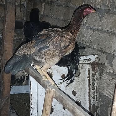 Toyuq, Damazlıq, Ödənişli çatdırılma