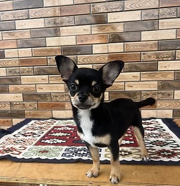 İtlər: Çixuahua, 6 ay, Erkek, Peyvəndli, Ödənişli çatdırılma — 3