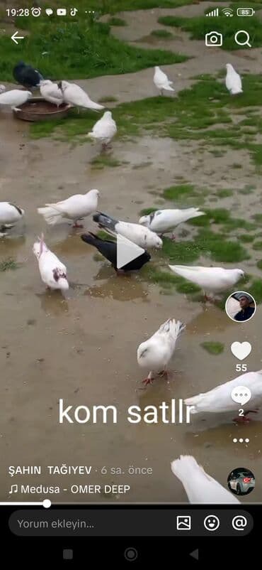 Göyərçinlər: Tutulmalar satllr kom 4 manatdan tek cut ferqli qiymete — 3