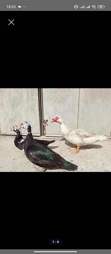 balaca itlerin satisi: TECİLİ SATLİR 12 EDED ÖRDEYDİ 3 ERKEY QALANİ DİŞİDİ ERKEYLER 25 — 1