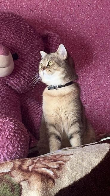 Erkek cutlewmek ucun istiyenler buyursun ; britan tipli