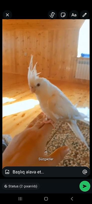 Gəmiricilər: Ağ rəngli nimfa tutuquşu (cockatiel) – səliqəli, zərif çəltiyi və qara — 9