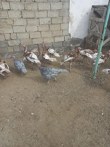 Птицы: Bronz rəngli hinduşkalar – təsərrüfat üçün sağlam, iri cüssəli quşlar — 7