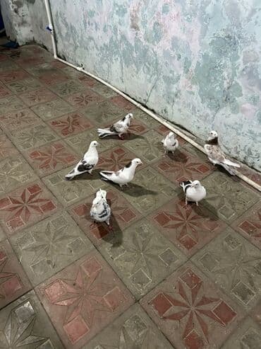 cins ineklerin qiymeti: Hoptavoy 10 manatdan tek ayri qiymetdi — 2