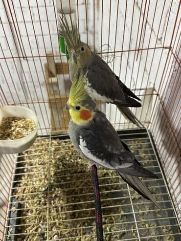 alman coban iti balaları: Nymph paraketləri (cockatiel) – cüt - Növ: Nymphicus hollandicus — 4