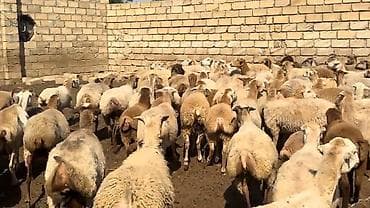 balaca it cinsi: Dişi, il: 1, Damazlıq, Pulsuz çatdırılma — 2