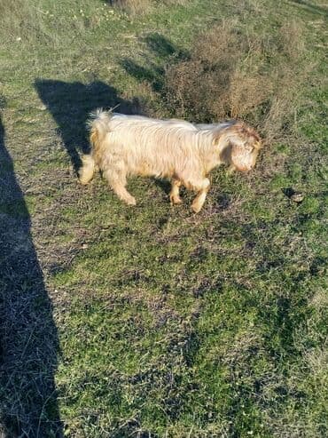 Гуси: Məhsul: Təkə (2 baş)
balaca erkekdi 135 AZN böyükde erkekdi 320 azn — 3