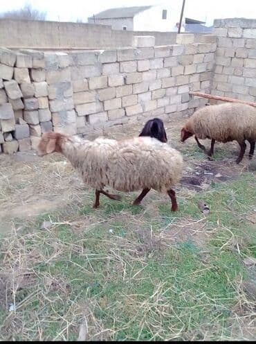 клетки для кроликов: Qoyun satılır istəyən olsa yazsın video sun atım baxın real alıcıya — 3