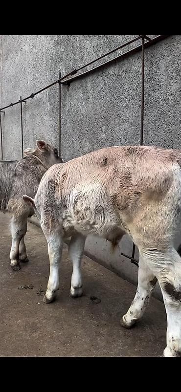 heyvan bazari inekler: Məhsul: Dana balaları (2 baş) Xüsusiyyətlər: - Cins tipi: yerli — 10