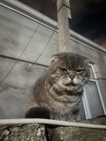 Şotland yastı qulaq