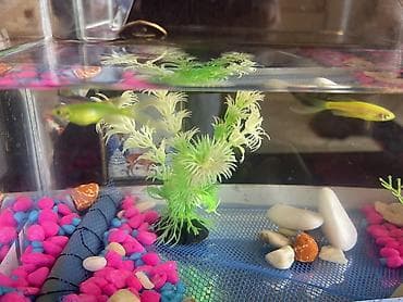 baliğ: Akvaryum dəsti – şüşə akvarium içi bezekli 4 eded Danio baligi ile — 1