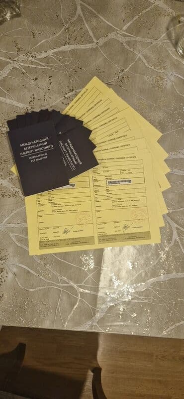 it yuvasi: Kane-Korso, Erkek, Sənədli, Ünvandan götürmə — 3