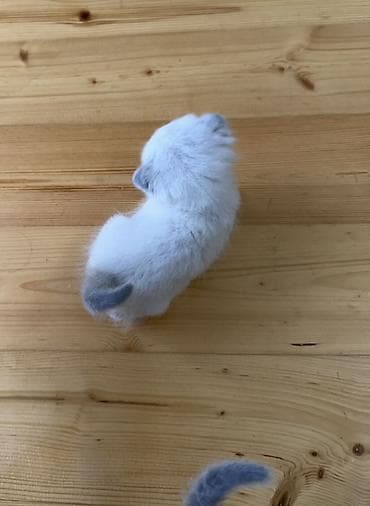 ördək balası haqqında məlumat: Britan — 6