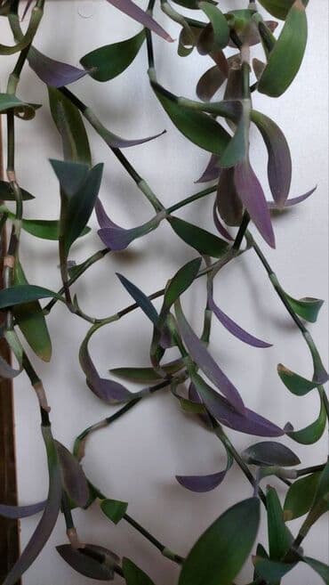 горшок новый: 🌿 Традесканция (сеткреазия). Очень длинные, густые лианы — идеально — 3