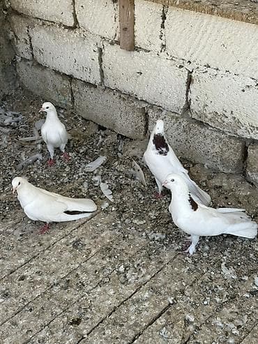 heyvanlar quşlar: Tam saqlam heyvanlar 2 cutu 100 manat 
Wp +994 77 472 00 19 — 10