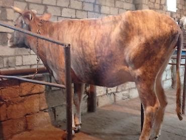 cins inek: Ətlik Maldi Real alıcılar Narahat Elesin — 2