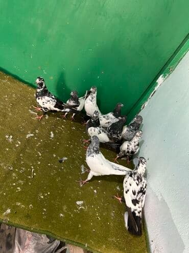 goyərcin yuvaları: Temz pakistanlar — 1