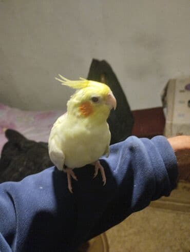 Great Wall: Növ: Nimfa tutuquşu (cockatiel), açıq sarı rəng, yanaqlarda narıncı — 7