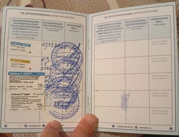 chow chow qiymetleri: Rotveyler, 11 ay, Erkek — 4
